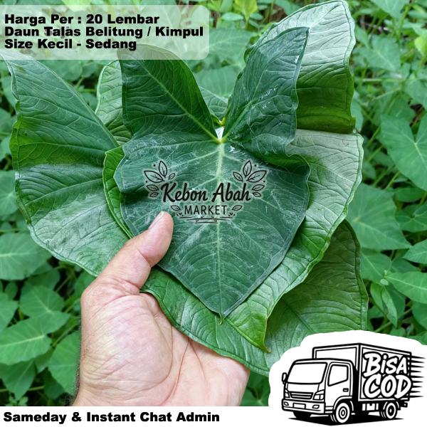 Daun talas Bogor 20 lembar / fresh murah / bungkus buntil / masakan buntil segar lebar untuk pakan i