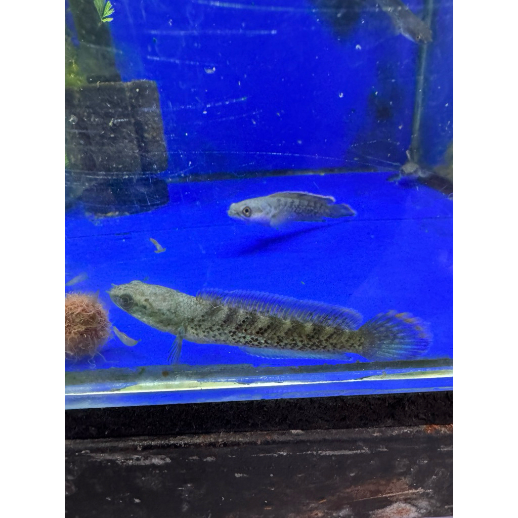 ikan hias chana stewarti