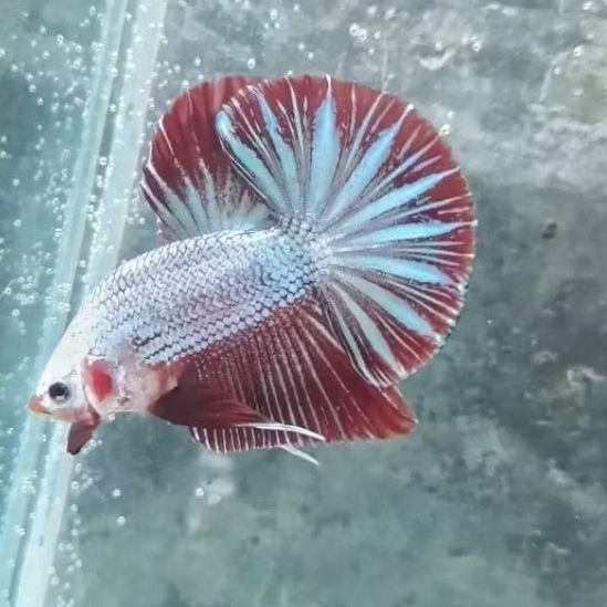 Under Baby HMPK Bester — Bahanan Kontes Cupang Pilihan Gen Juara