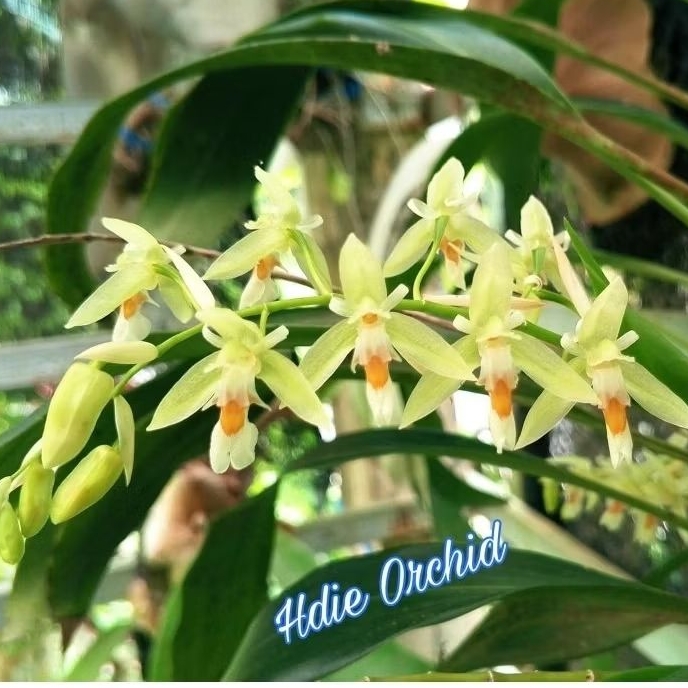 Coelogyne sulphurea