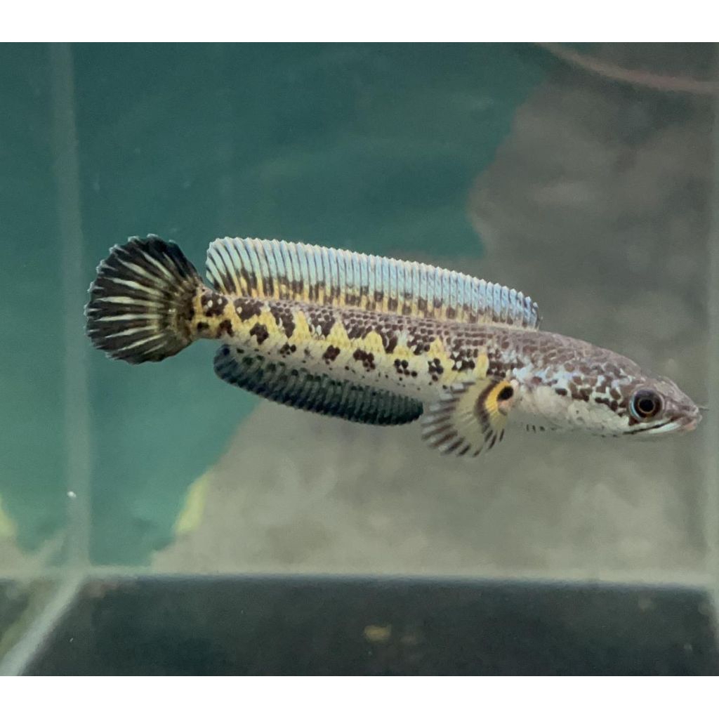 Auranti cb rim putih full dot Gondrong ( 9-10 cm) Bahan progres