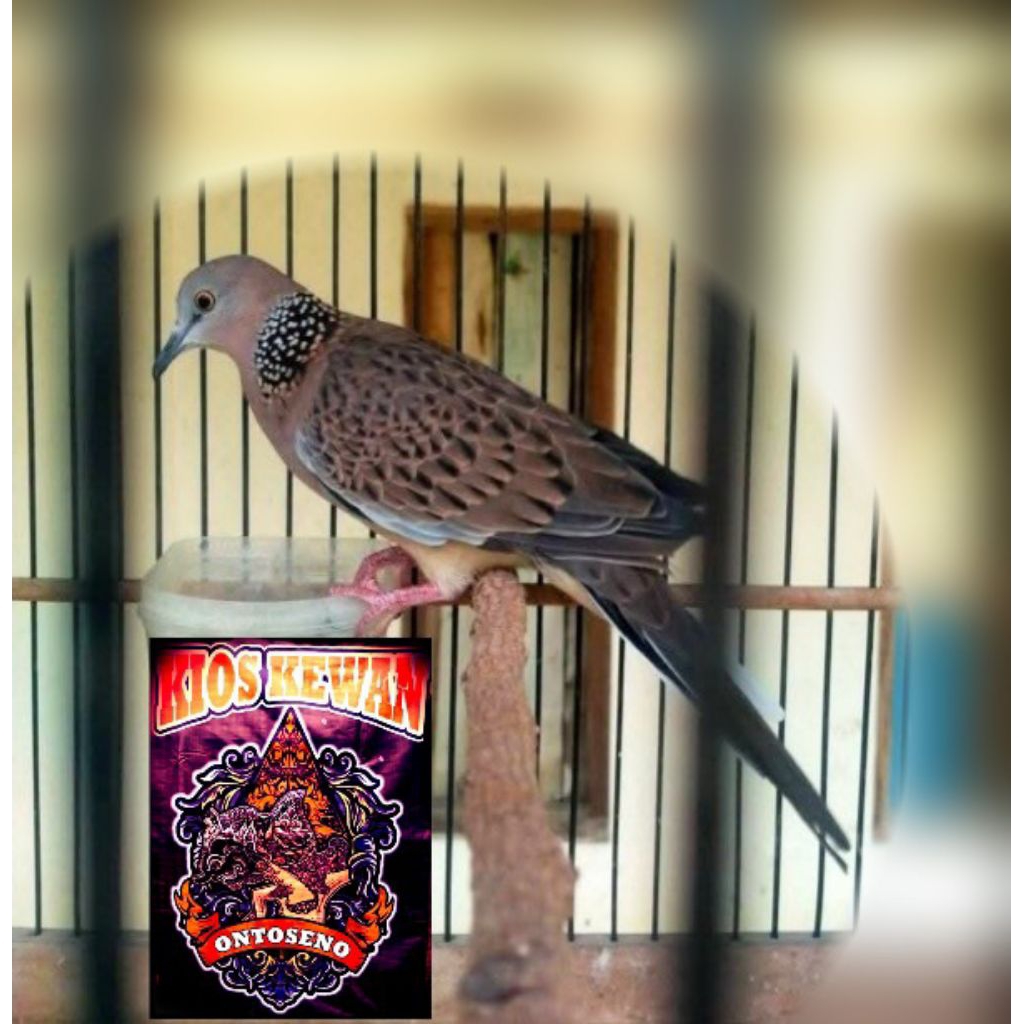 Burung Tekukur Derkuku Jantan Bojonegoro