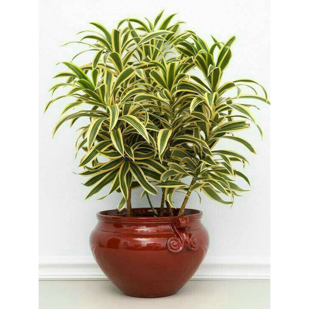 Tanaman Hias Sri Rejeki Varigata Tanaman Hias Bambu Hoki Genus Aglaonema Rimbun Segar