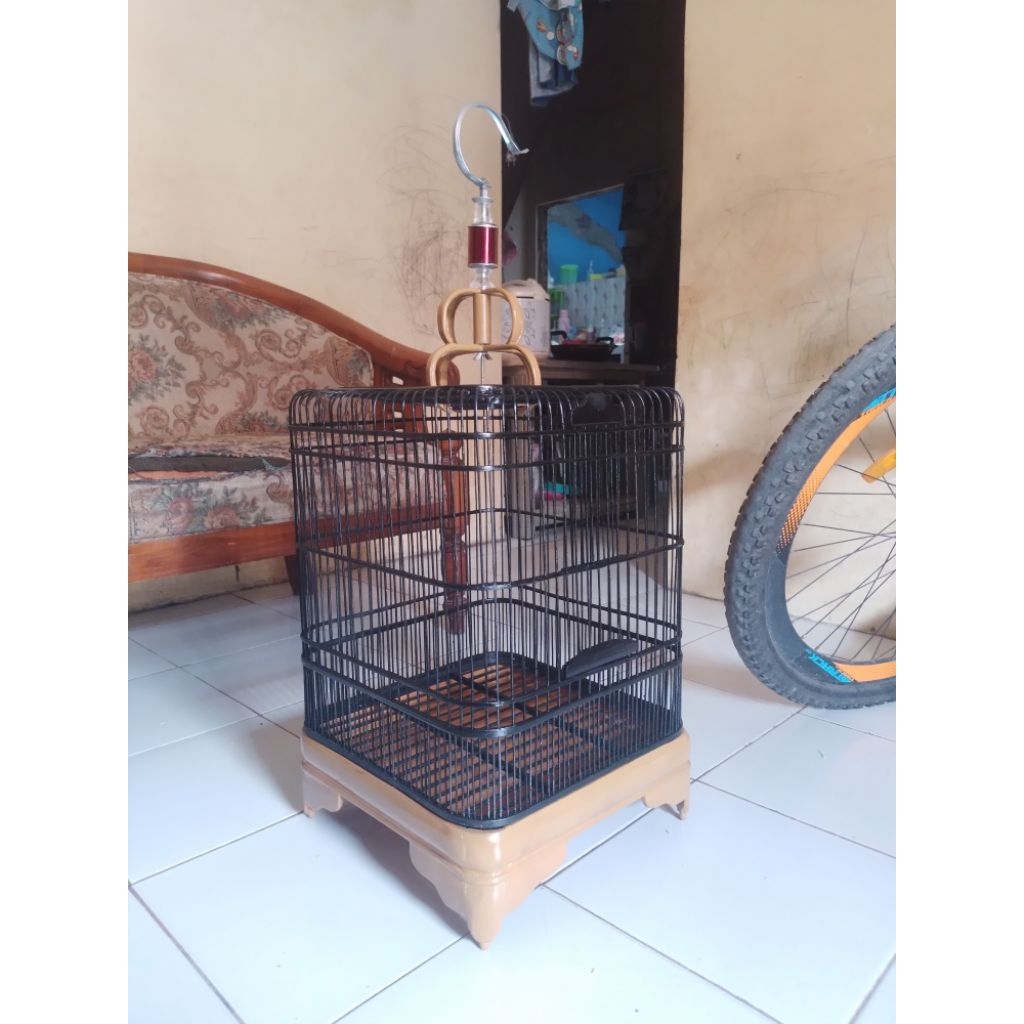 Sangkar oval & Murai jumbo ekor panjang