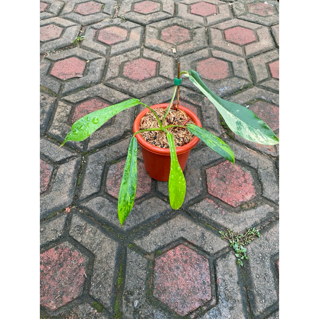 philodendron Joepii variegated
