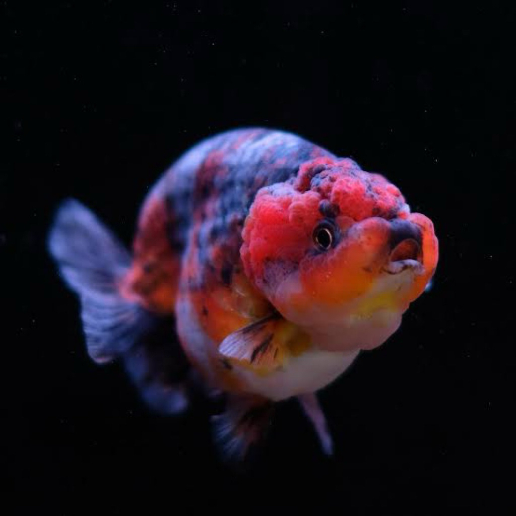 koki ranchu calico kecil