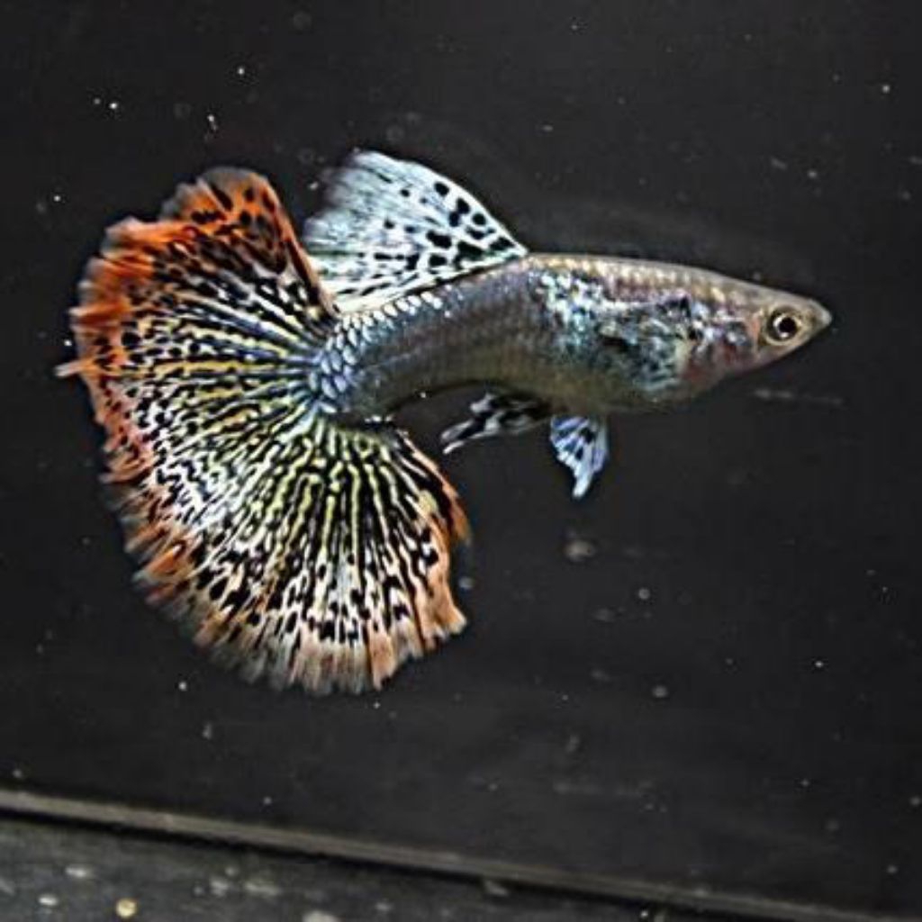 Guppy red dragon (remaja)