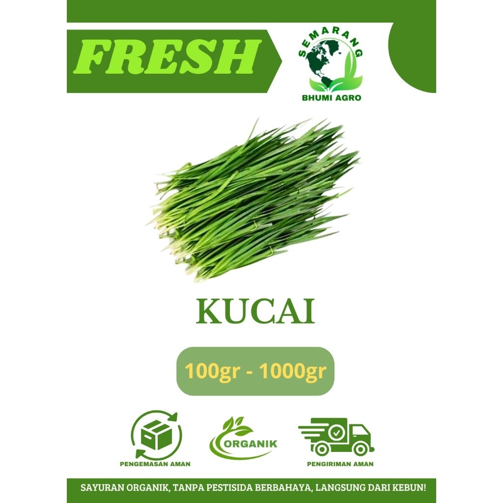 Sayur Kucai Segar & Organik | BHUMI AGRO