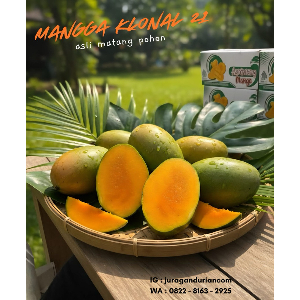 Mangga Alpukat klonal 21 asli Bangil 100%