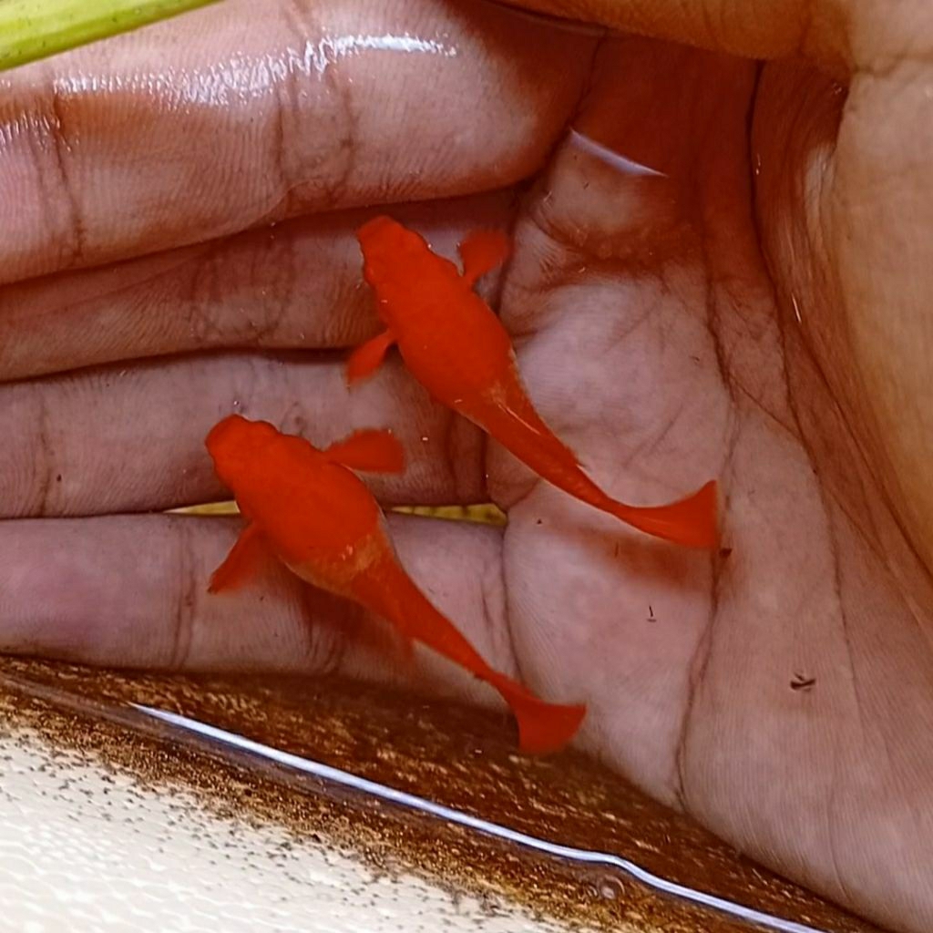 guppy albino koi red ear full red, free jantan sb red ear