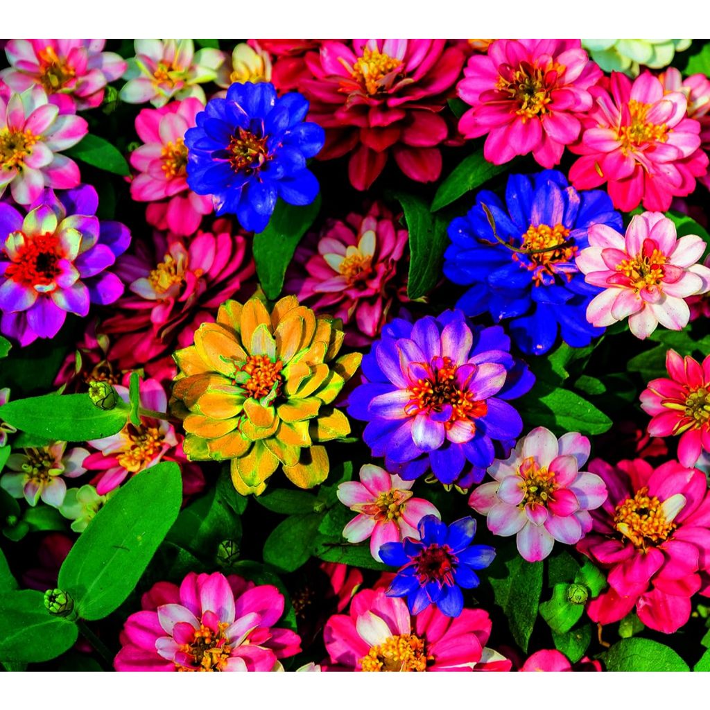 TERMURAH - Bibit Zinnia