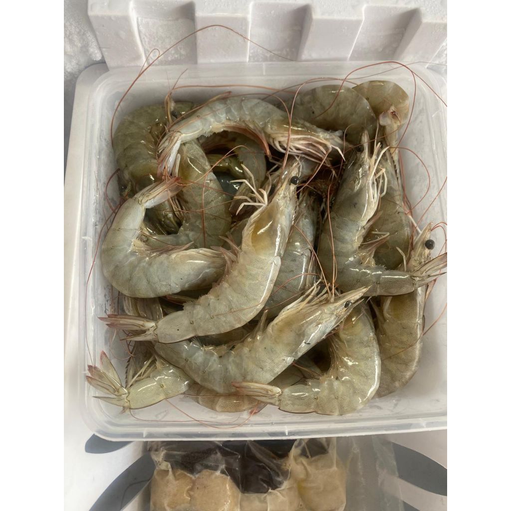 udang vaname size 50-55