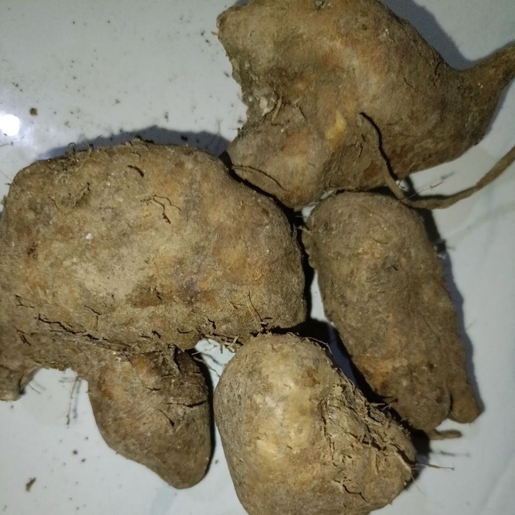 Gembili ketan Muria