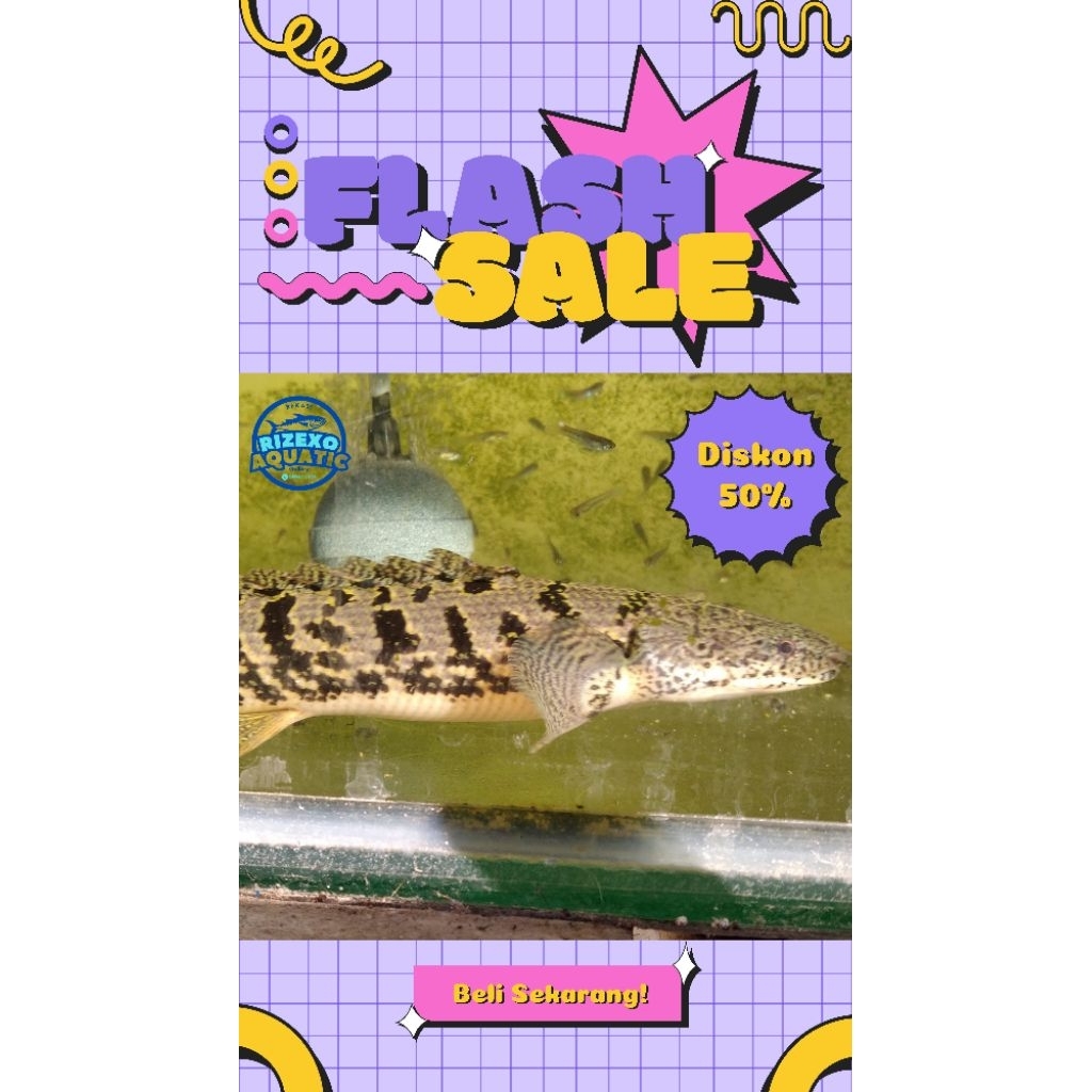 Palmas Delhezi Royal 12-14CM #PromoSpecial