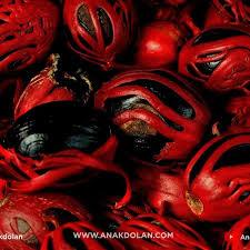 biji pala tua uggul khusus bibit 1kg