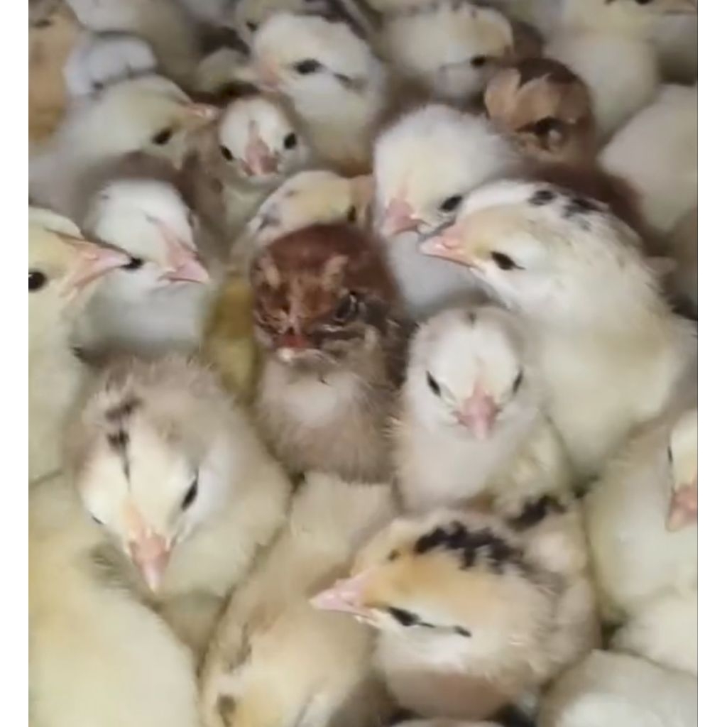 DOC AYAM ELBA PETELUR