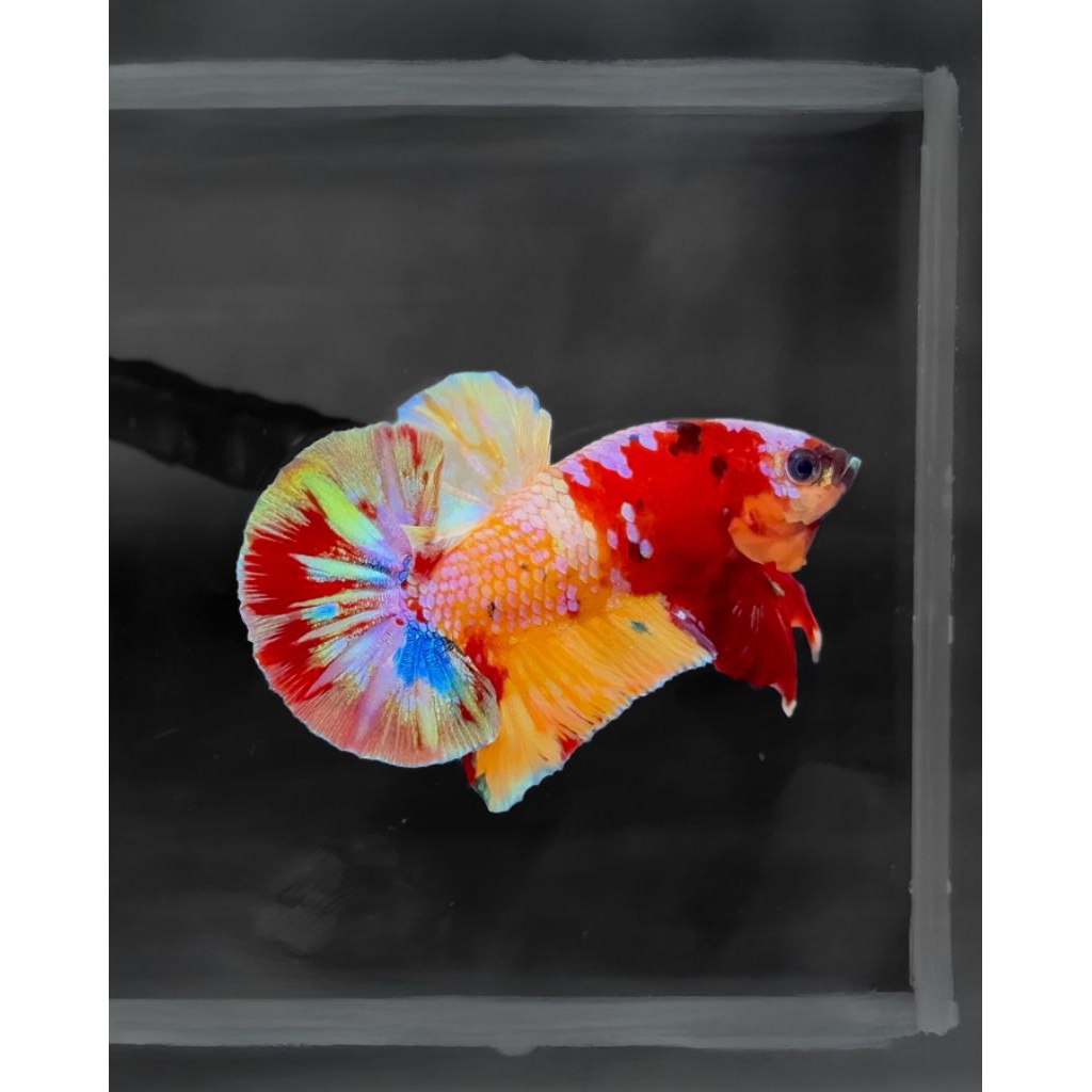 Cup4ng Plakat yellow base multicolor Jant4an