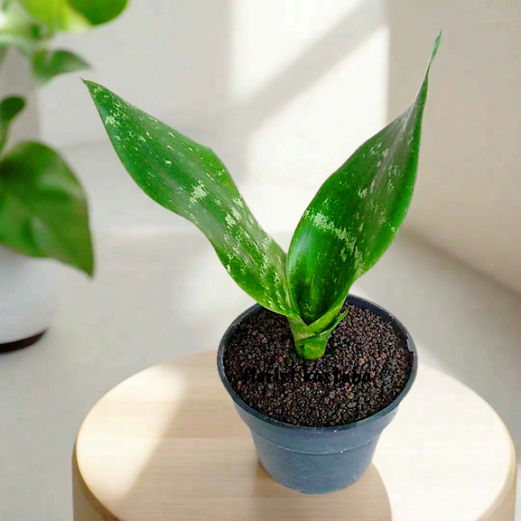 tanaman hias sensivera Sansevieria black robusta