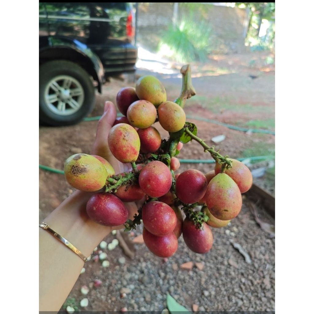 Buah Matoa Fresh 1 Kg (LUAR JAWA TIDAK BISA) STOCK LANGKA