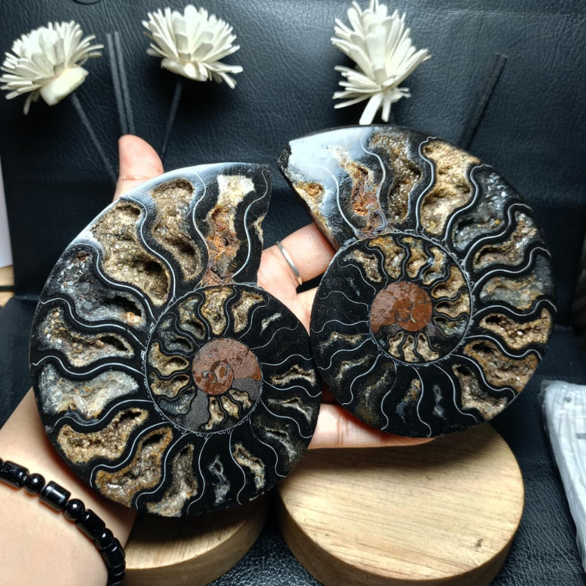 Batu Natural Fossil Keong Black_Ammonite Sepasang (4)