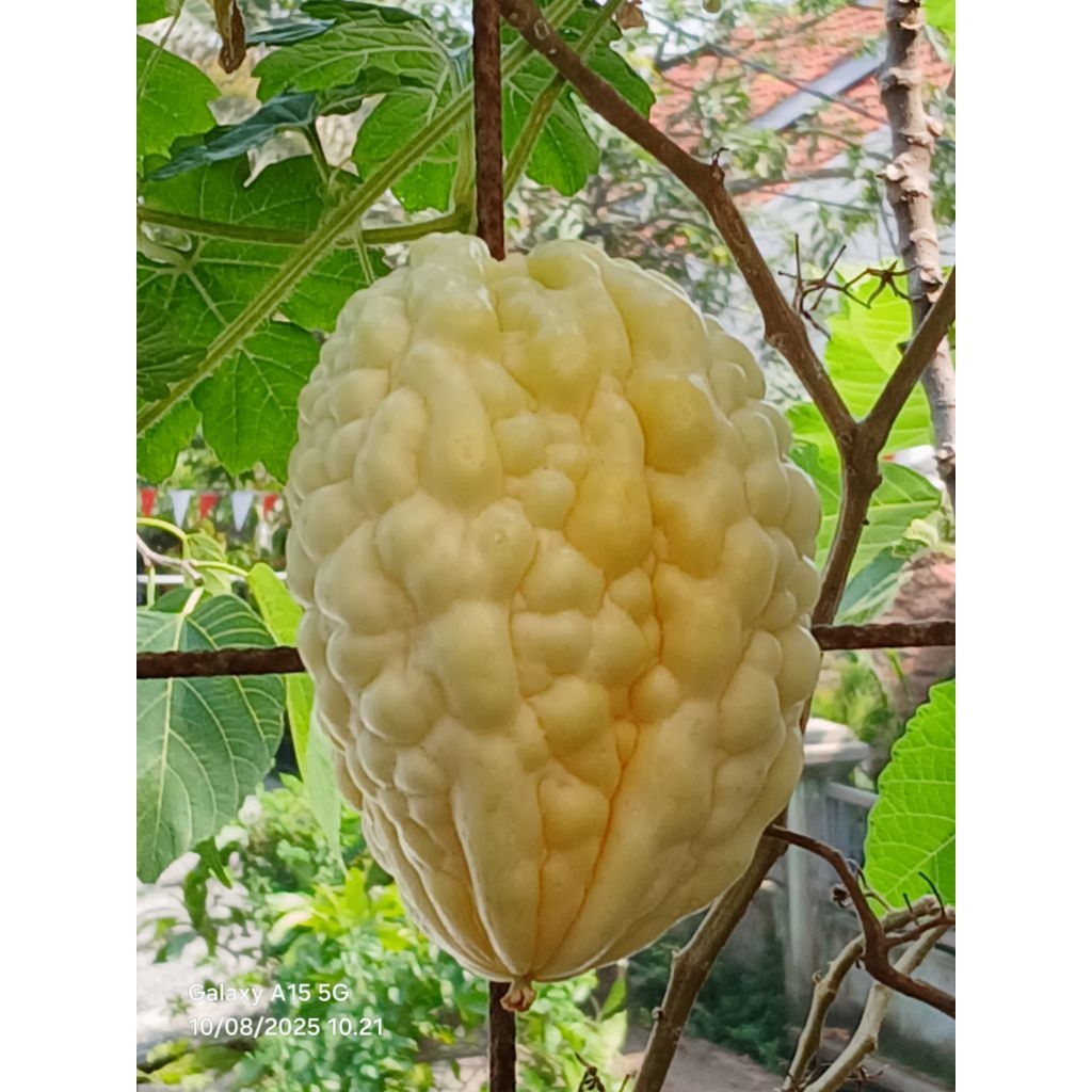 Benih Bibit Biji Pare Putih  paket isi 3 butir biji