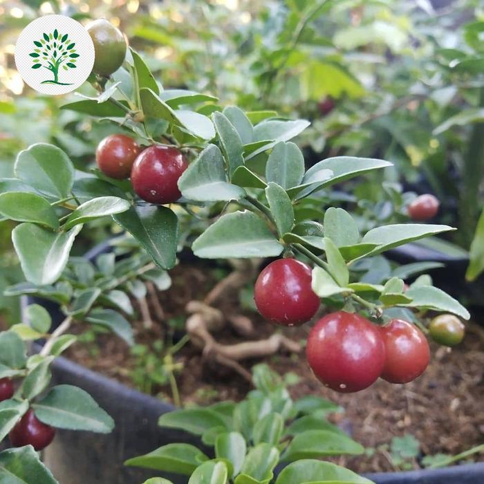 Bibit Tanaman Jeruk Kinkit Merah Asli Kondisi Rimbun