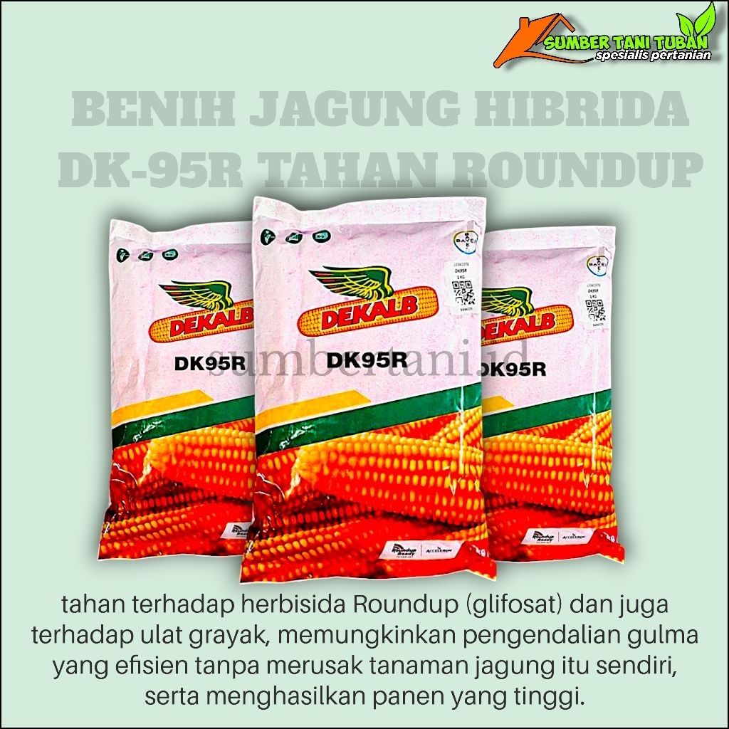 Benih jagung hibrida DK-95R TAHAN ROUNDUP kemasan 1.kg