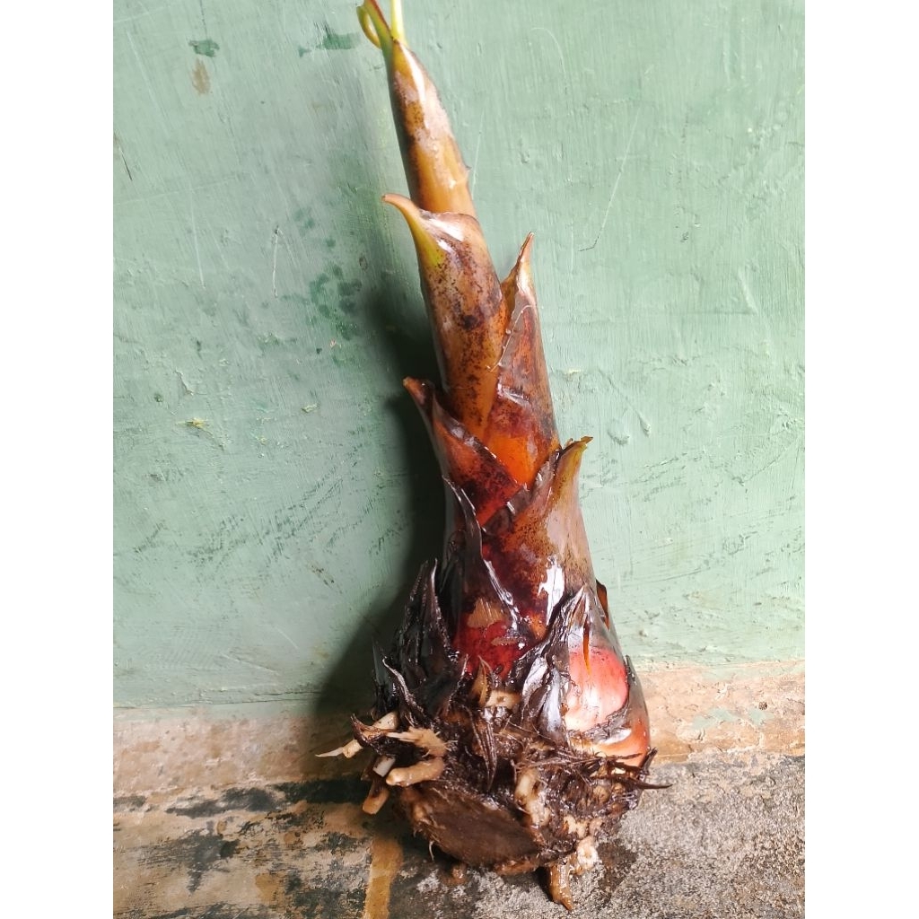 Termurah Tunas Pisang abu / Pisang Seribu