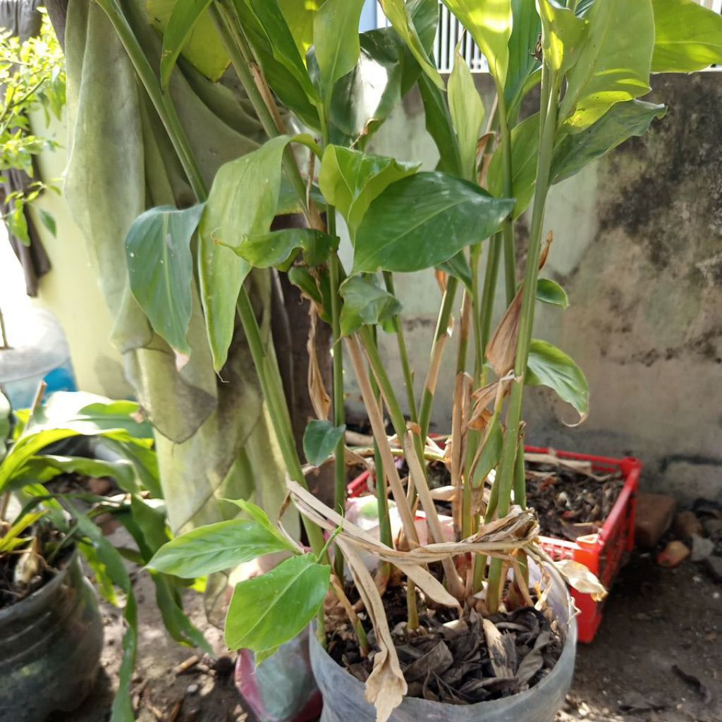 Bibit kapulaga Jawa per batang