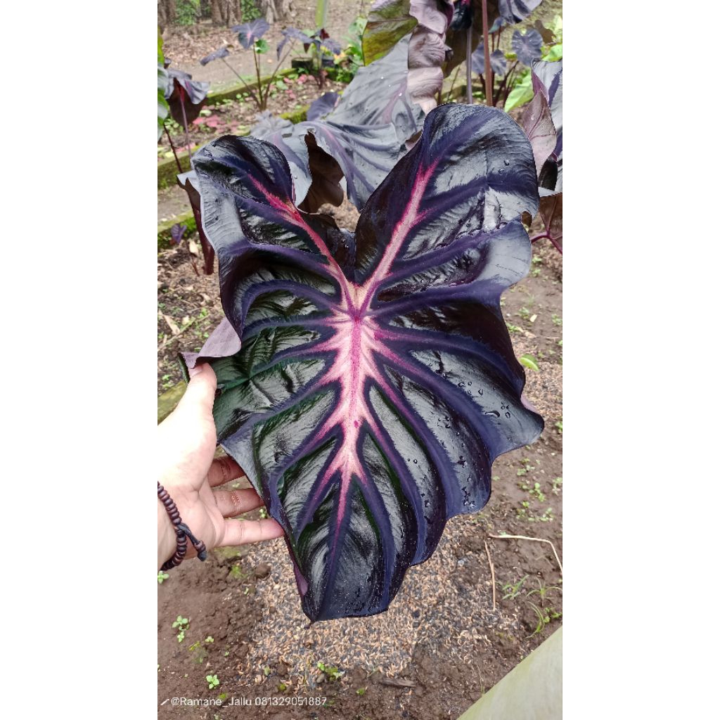 colocasia hybrid