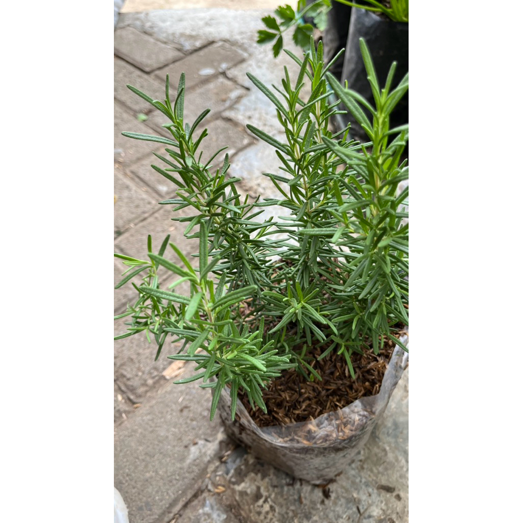 Tanaman Rosemary Besar & Kecil