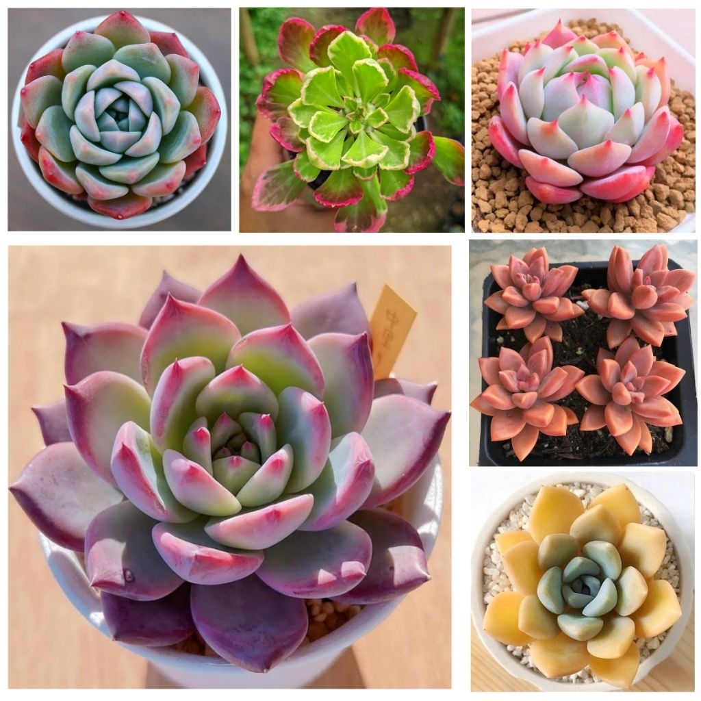Paket Lengkap Sukulen Mix kaktus Hidup Mini 10 Pcs Free Pot Dan Media Tanam