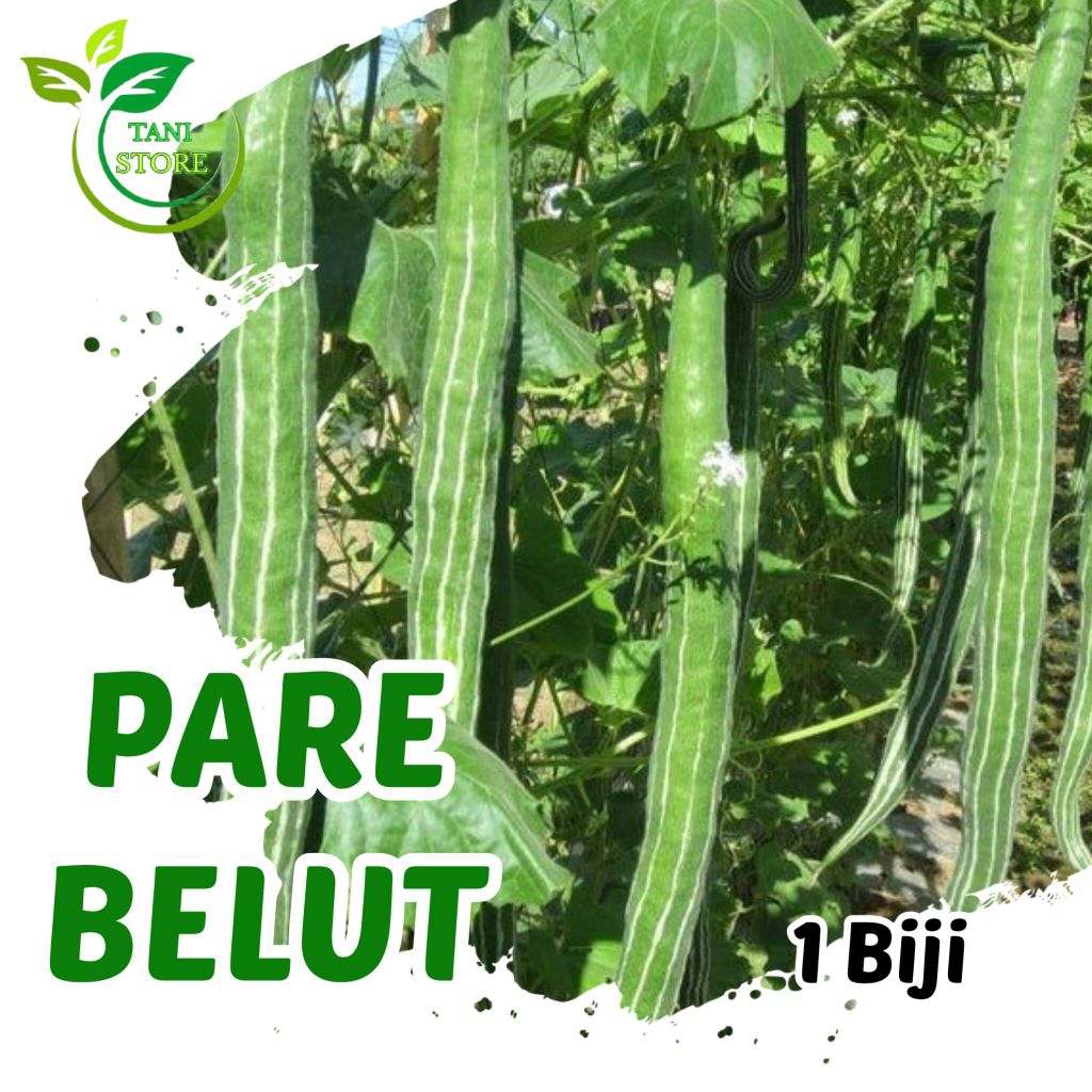 Bibit Benih Pare Belut 1 Biji
