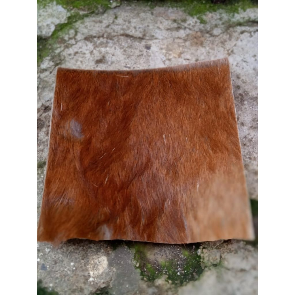 Kulit kidang/kijang asli 100%Original