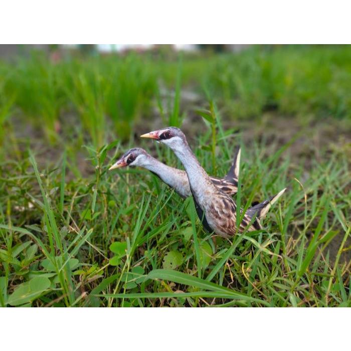 Patung jontrot burung tikusan alis putih / boneka mainan manuk rawa