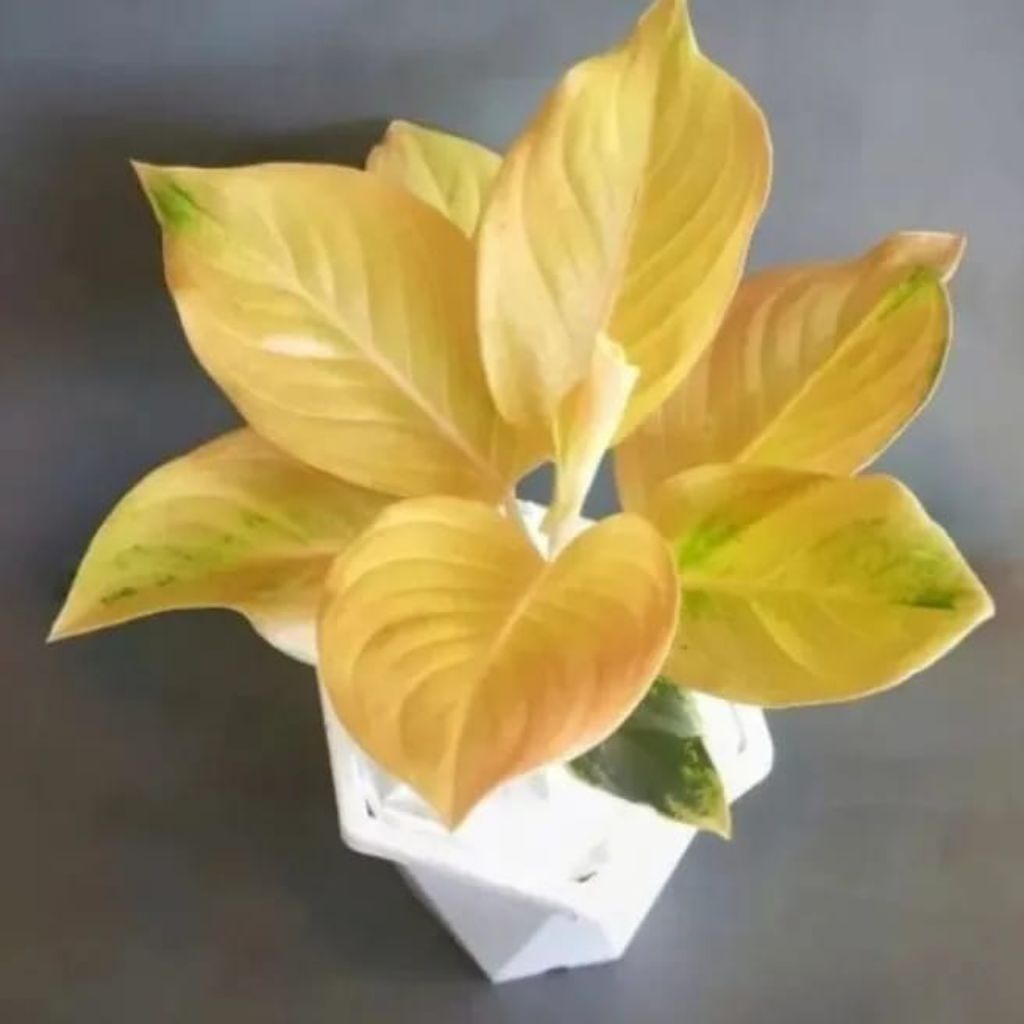 ( GRATIS ONGKIR ) Aglonema Golden Love remaja - tanaman hias hidup - bunga hidup - bunga aglonema - 