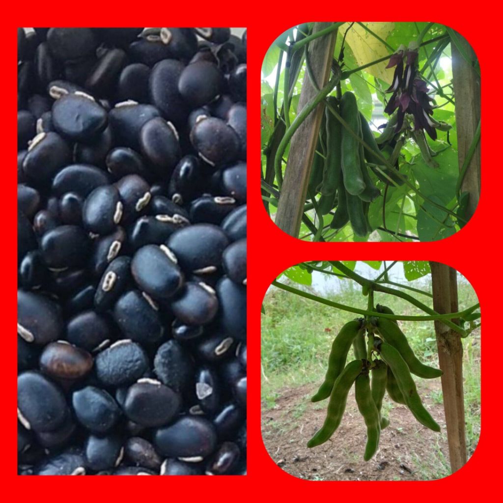 BENIH / BIJI KACANG KORO BENGUK HITAM (ISI 10 BUTIR BIJI)