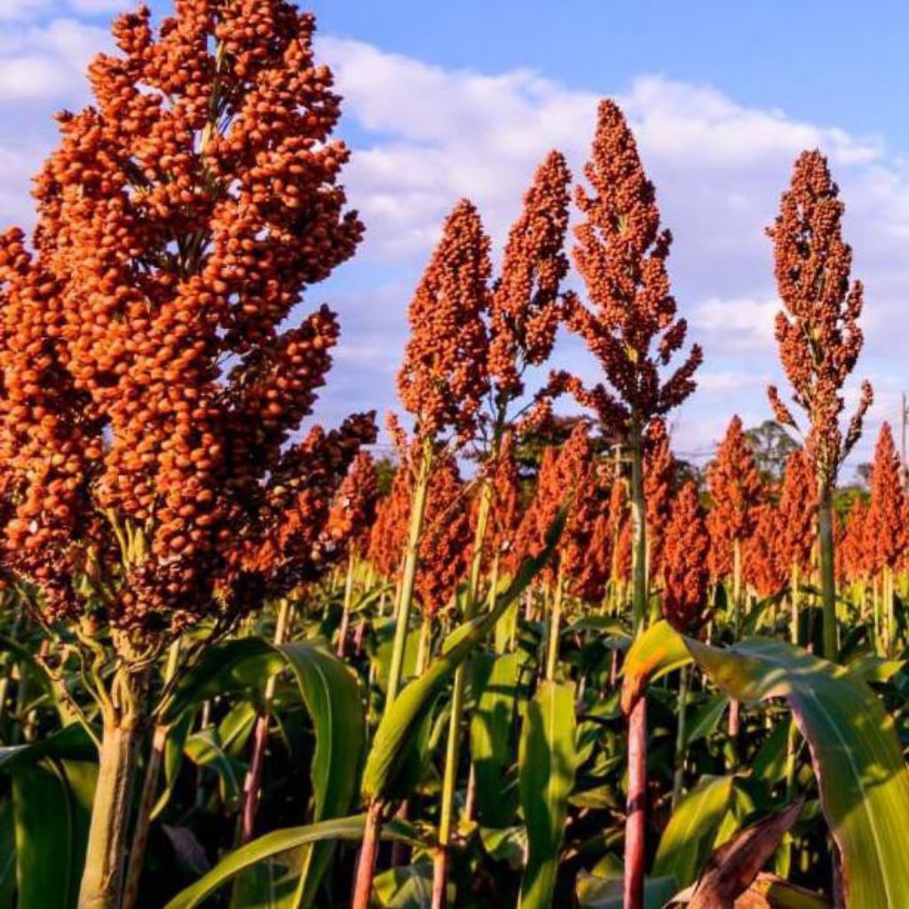 BENIH / BIJI SORGUM/SHORGUM MERAH (ISI 200 BUTIR BIJI)