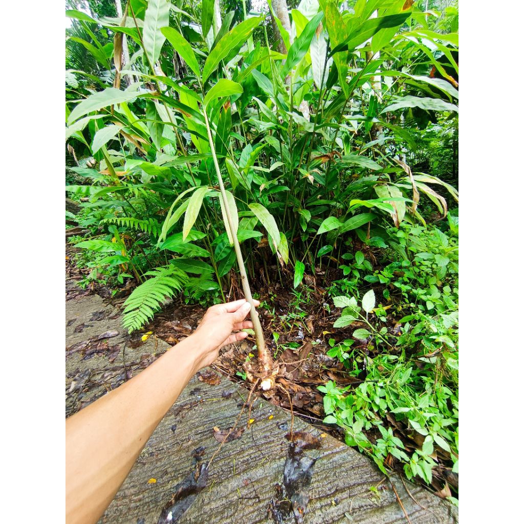 10 batang bibit lengkuas /lengkuas lengkuas siap tanam