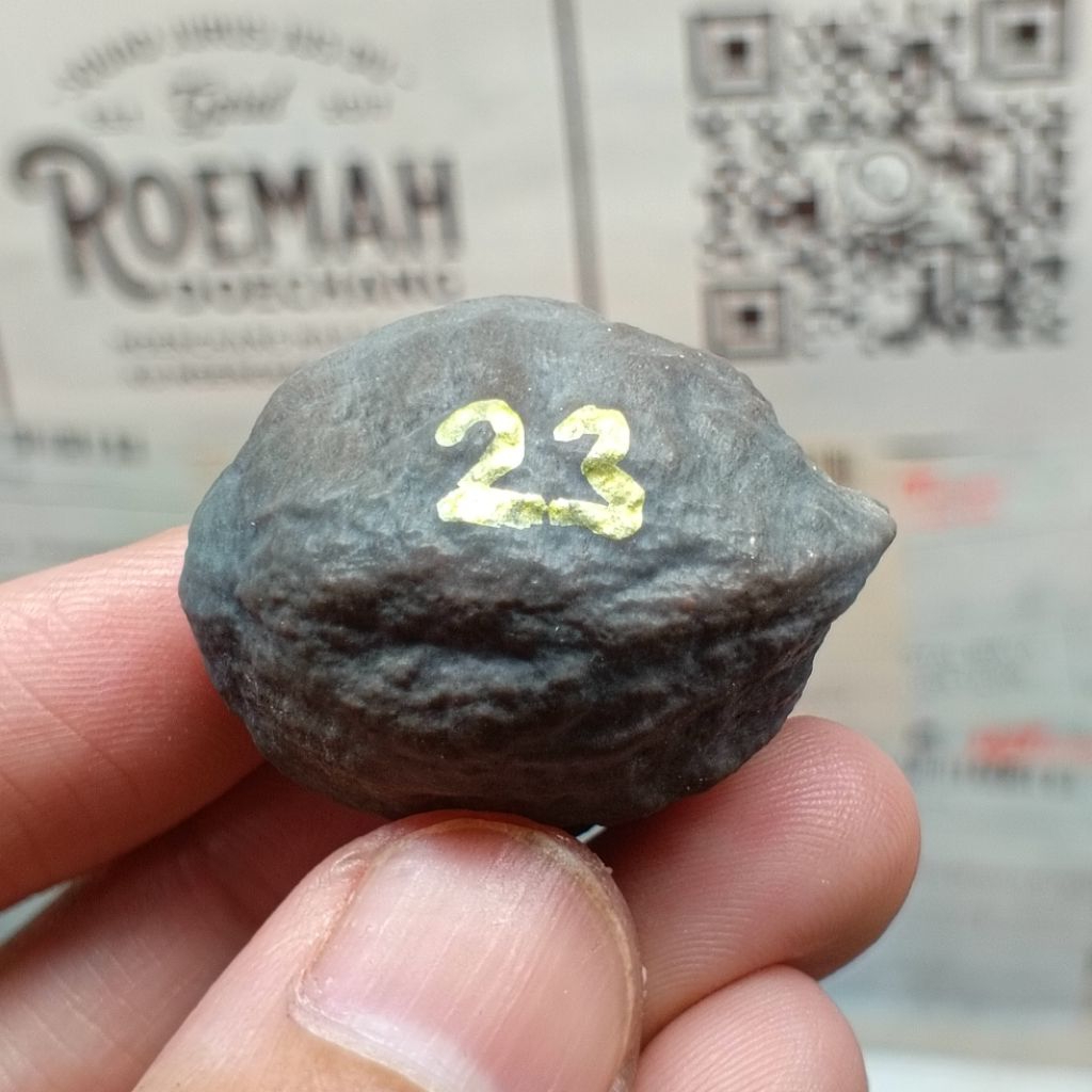 Muncang Adu Pait JR kode 23