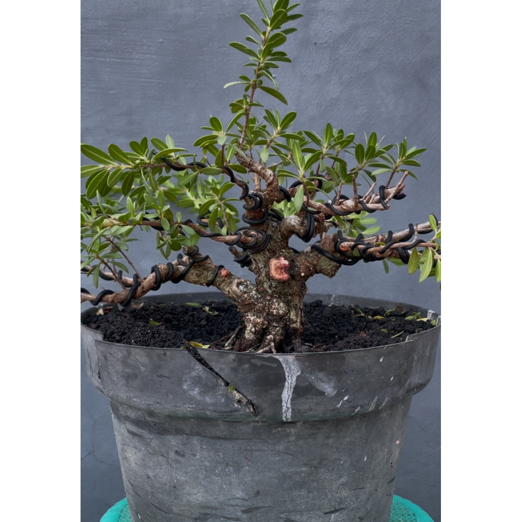 Bonsai Santigi Mame Akar Keliling