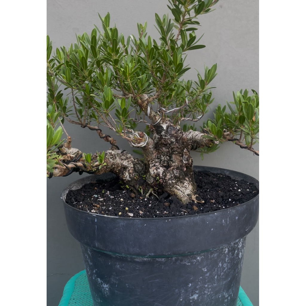 Santigi Karang bogel mame Formal Prokar