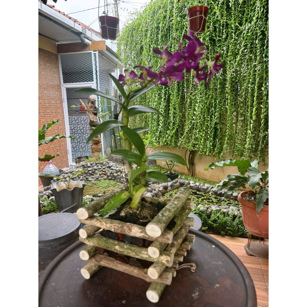 pot anggrek kayu kopi / pot kayu 25x25