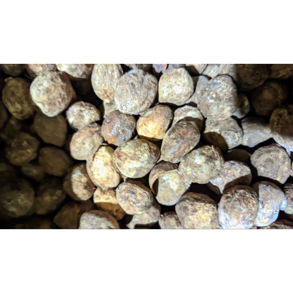 muncang kemiri jenis aduan / 1kg - muncang asli Garut