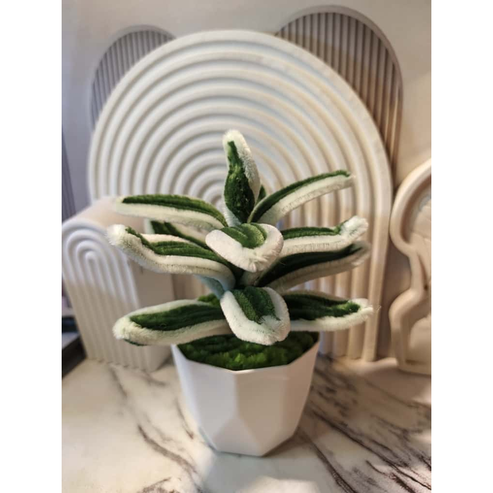 (Bloom Feathers) Pot Mini Bunga Lidah Mertua Dekorasi Pot Plastik /Dekorasi Konten/Dekorasi Meja/Hia