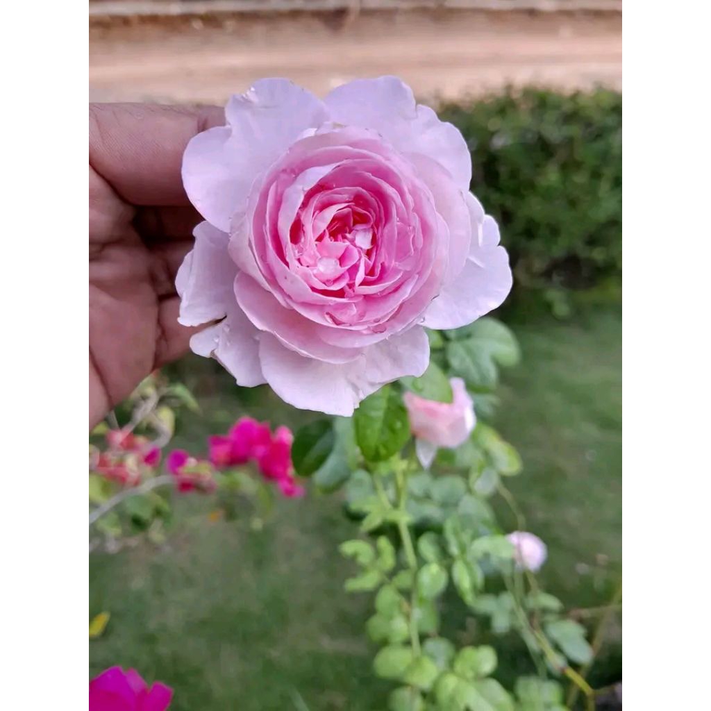 Paketan Mawar Rambat Mouncore