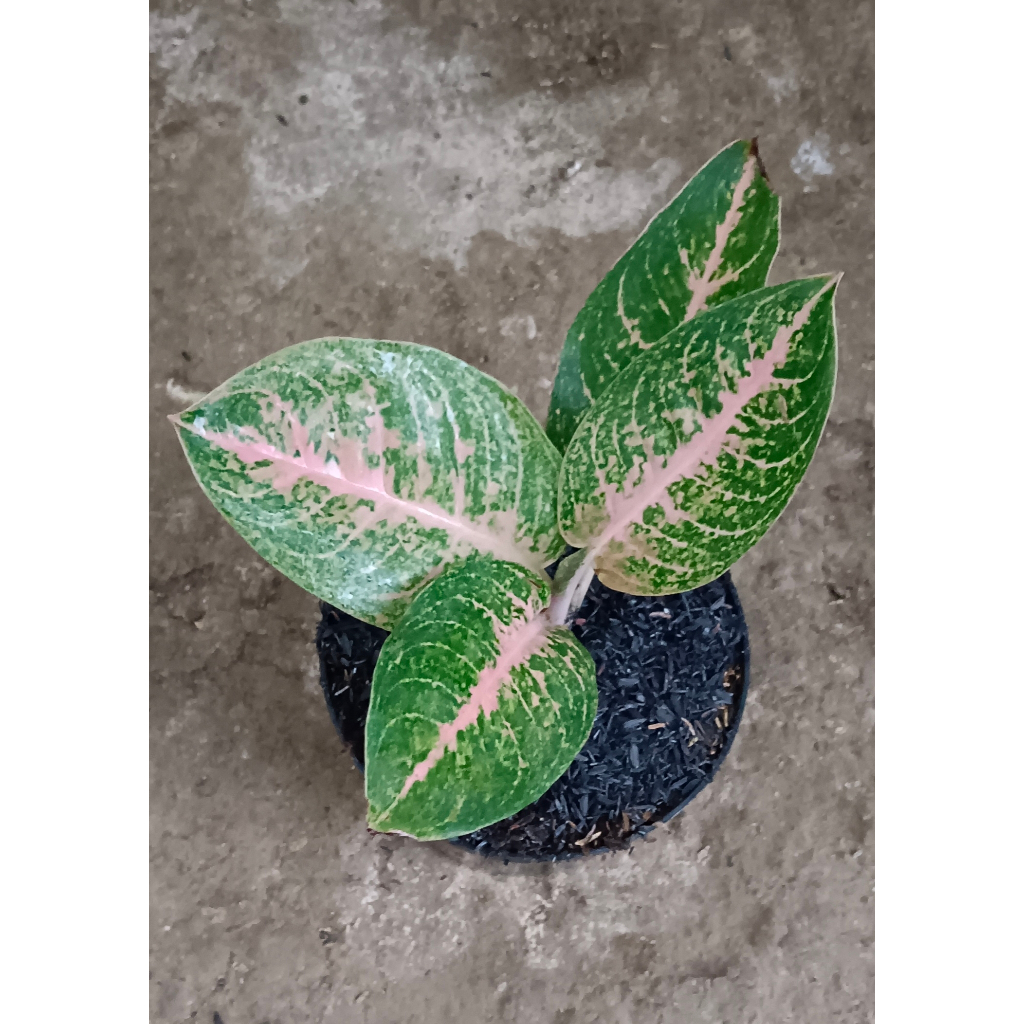 AGLAONEMA "HARLEQUEEN"