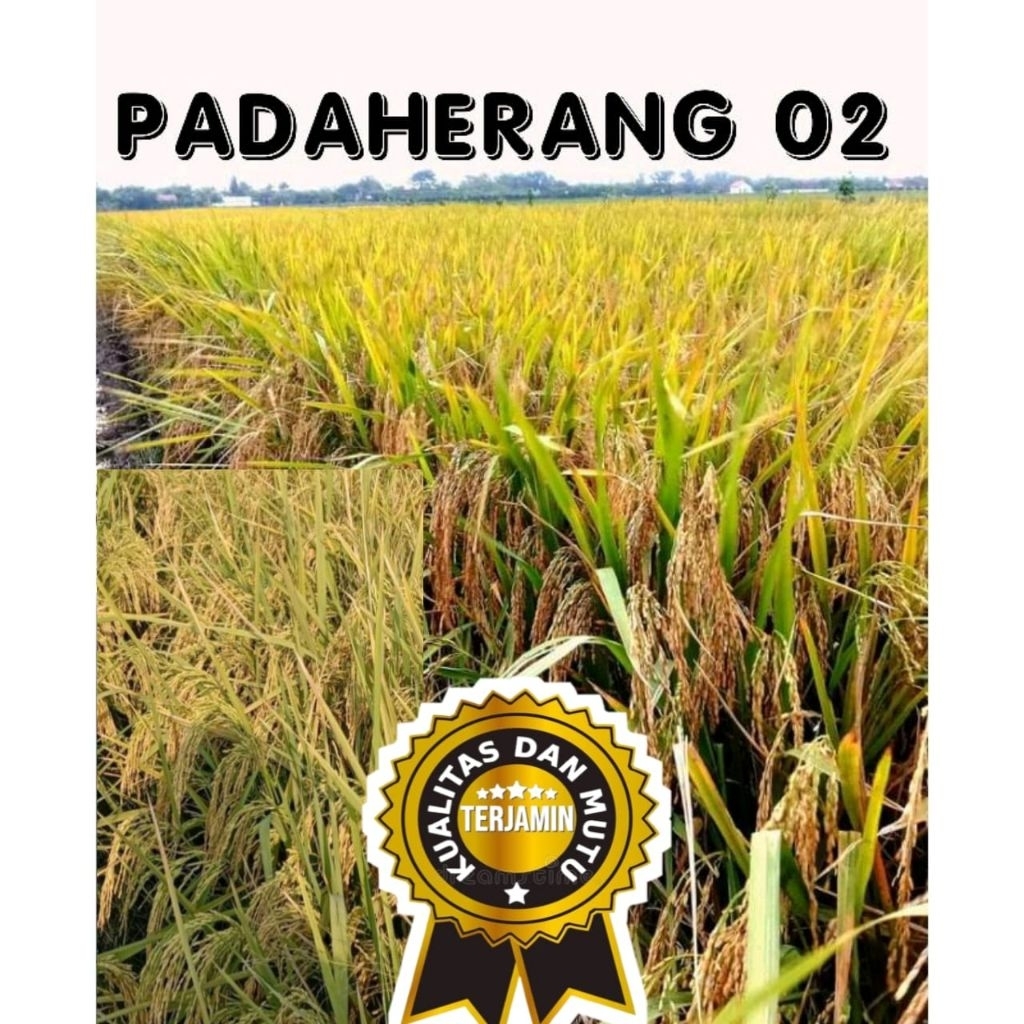 (COD) Benih Bibit padi unggul PADAHERANG02 KEMASAN 5KG