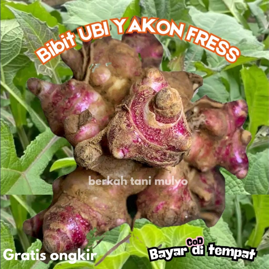 Bibit Rimpang Ubi Yakon Asli Wonosobo Kualitas Bagus Siap Tanam