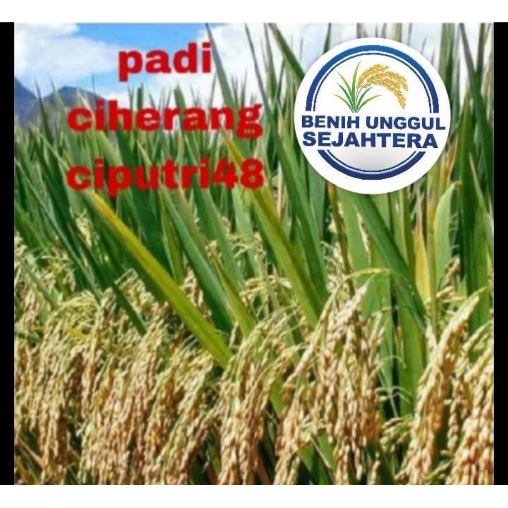 BENIH BIBIT PADI CIHERANG CIPUTRI BERKUALITASUNGGUL KEMASAN 1 KG